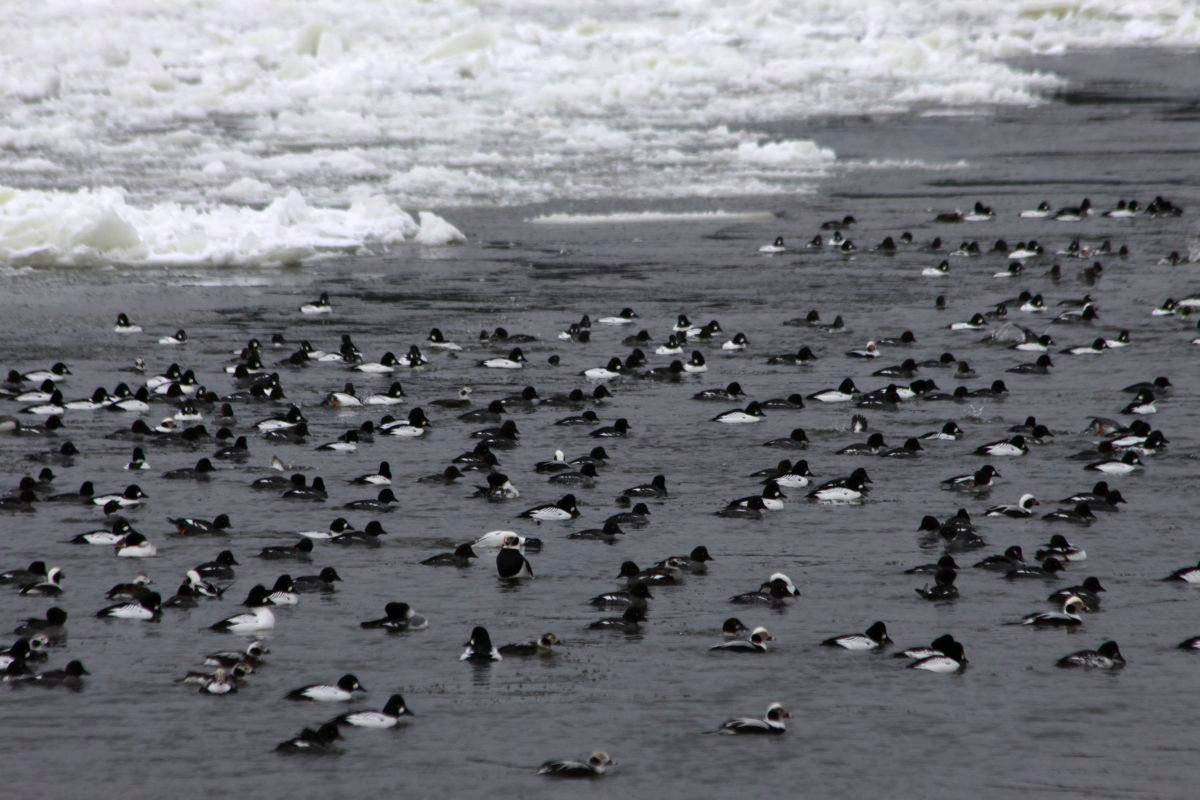 Name:  20140130 C23026 Schiewenhorst Enten.jpg
Hits: 976
Gre:  171.0 KB