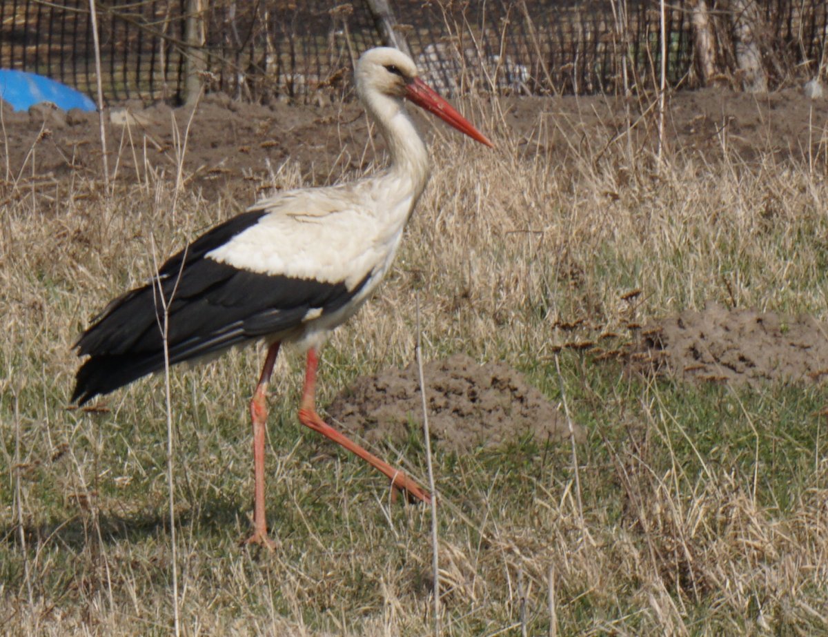 Name:  160327 02765 Tiegenort erster Storch.jpg
Hits: 258
Gre:  258.3 KB